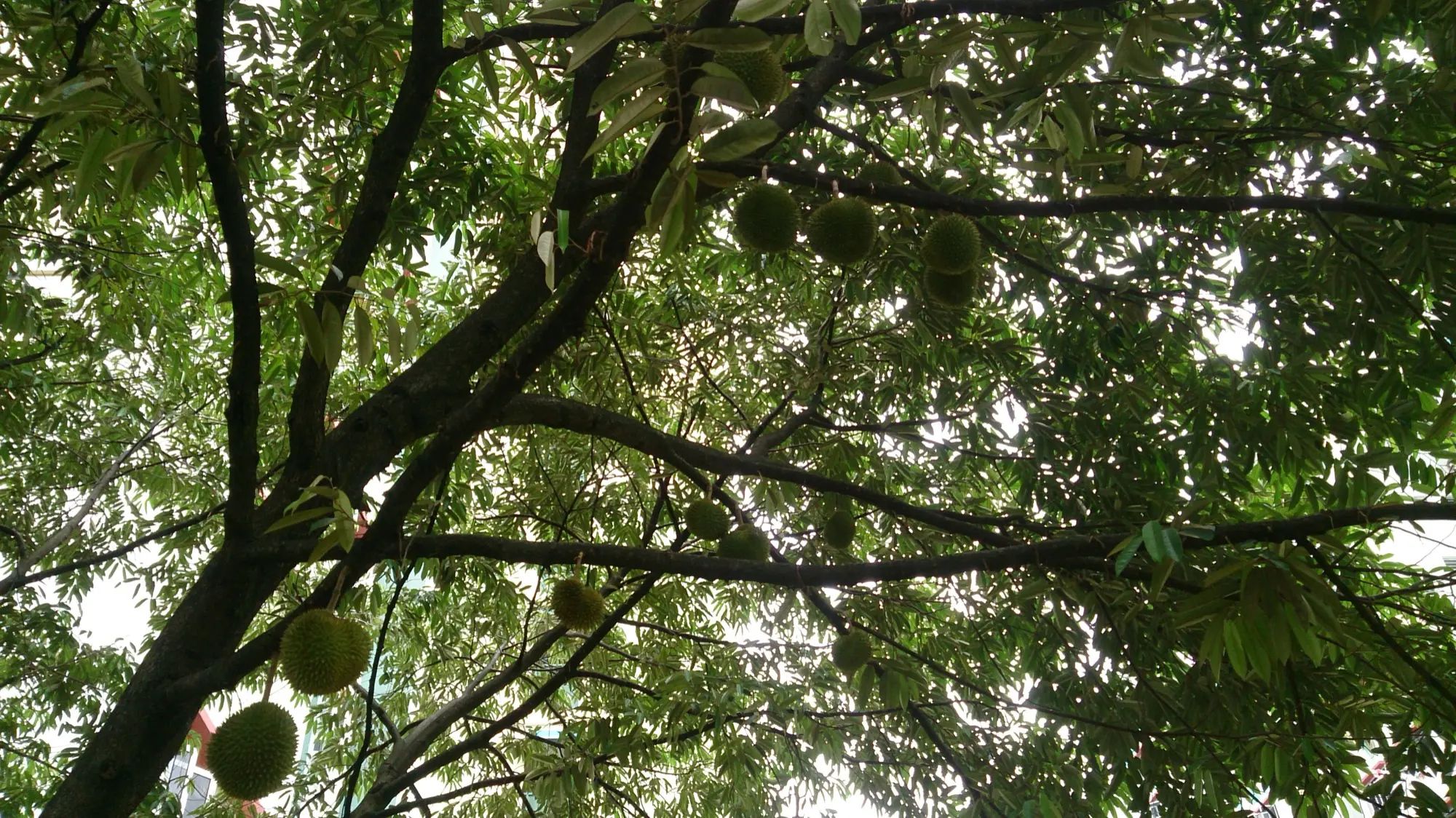 สวนทุเรียนจันทบุรี